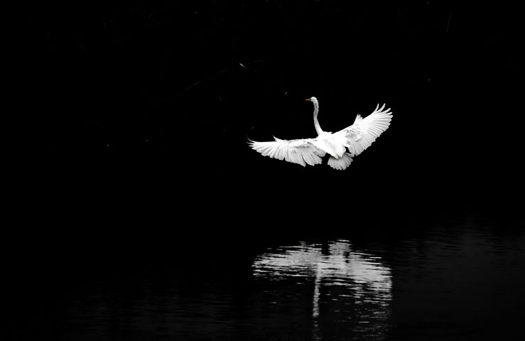 Grande aigrette en envol