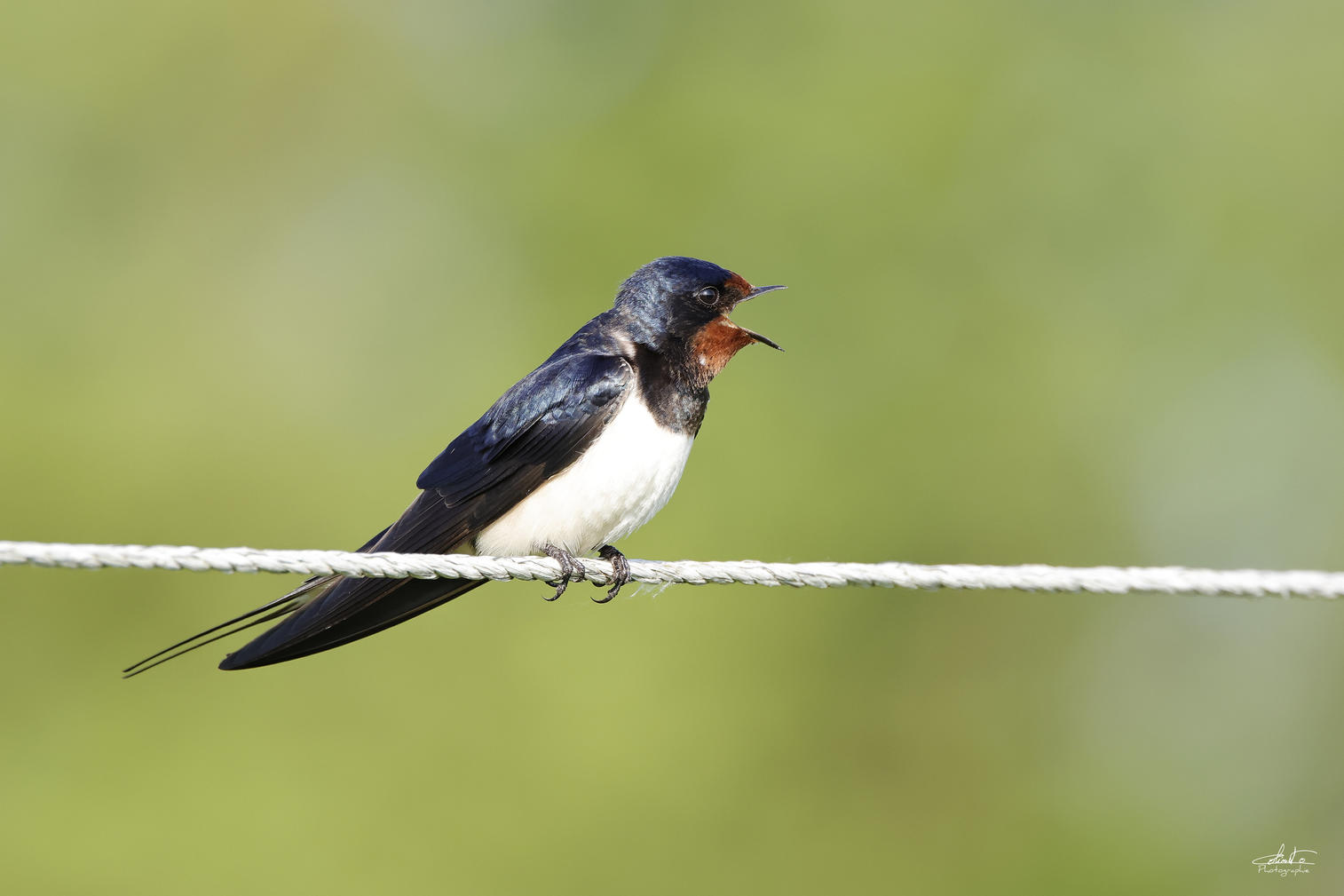 Hirondelle rustique