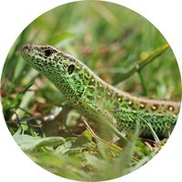 lézard des souches