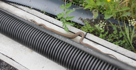 couleuvre à collier