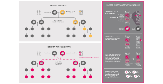 Infographie sur le forçage génétique