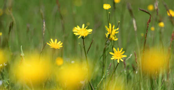 Scorsonères des prés