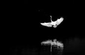 Grande aigrette en envol