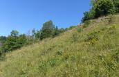 Pelouse calcaire du Thier Wathelet
