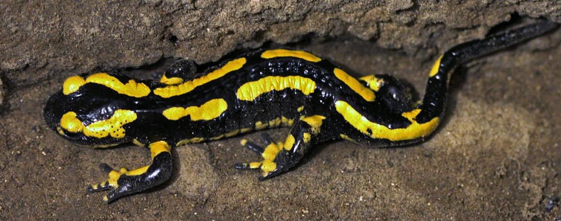 salamandre terrestre