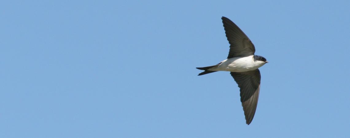 hirondelle des fenêtres