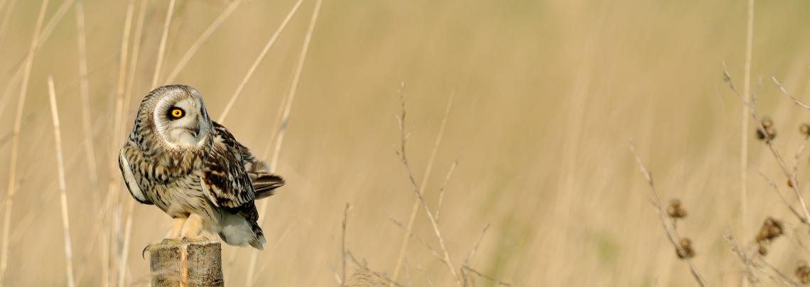 hibou des marais