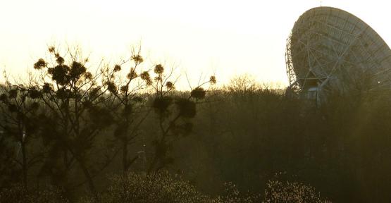 Un projet immobilier menace une forêt ancienne en Famenne