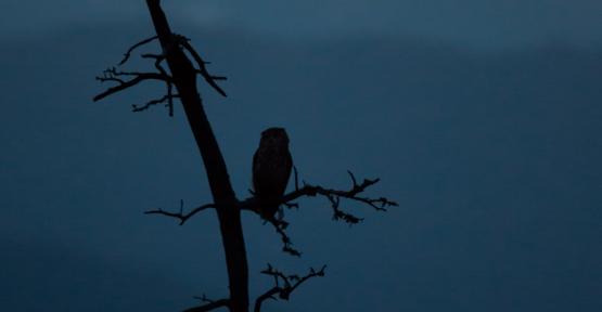 Une nuit à l'écoute des rapaces nocturnes