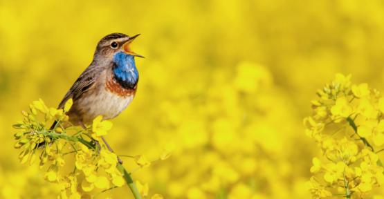 Natagora vous invite à découvrir la nature dans les fermes
