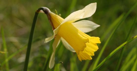 Natagora / BNVS fête la jonquille à Rocherath