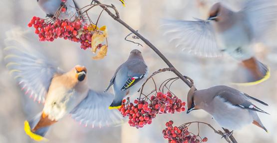 La nature s'expose en photo à Namur