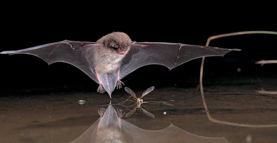 Chauve-souris