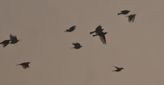 Vol de grives litornes en migration