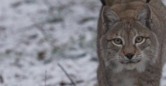 Lynx