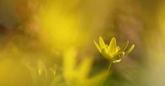 Ficaire fausse-renoncule au printemps