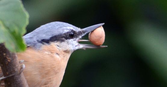 Sittelle torchepot avec une noisette dans le bec