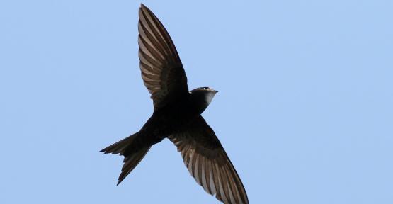 martinet noir