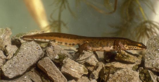 Triton palmé
