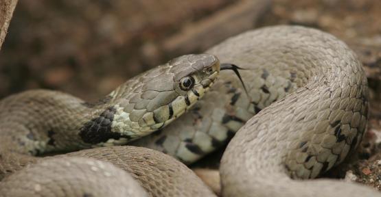 serpent couleuvre à collier 