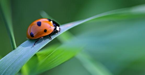 Coccinelle à sept points
