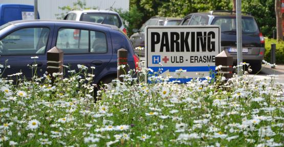 Prairie fleurie près d'un parking