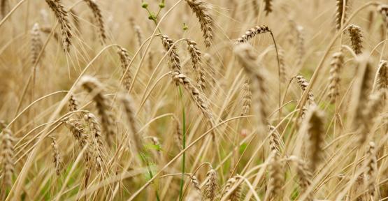 La Farine Mélodieuse