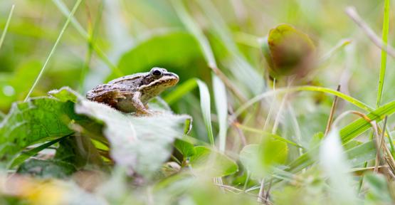 Grenouille rousse