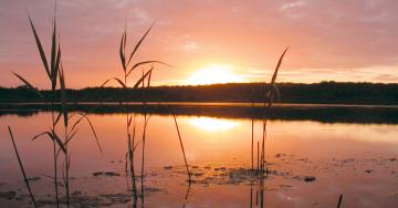 Virelles étang couché de soleil roseaux