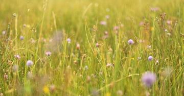 Prairie humide